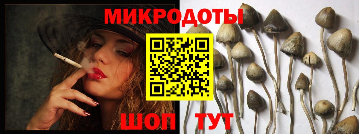 Галлюциногенные грибы Psilocybine cubensis Мценск